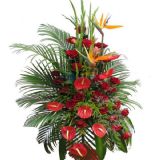 ʤʻٵ